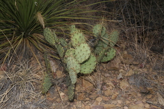 Opuntia chisosensis