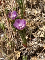 Clarkia williamsonii
