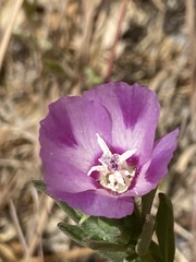 Clarkia williamsonii