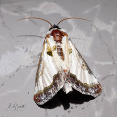 Eudryas