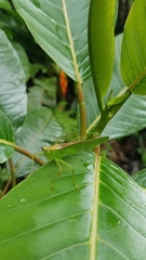 Melanophoxus brunneri