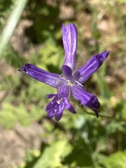 Dichelostemma congestum