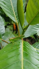 Melanophoxus brunneri