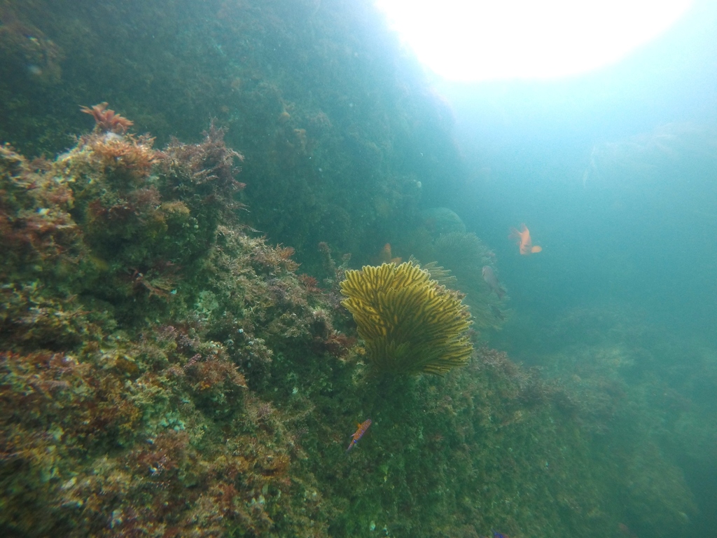 California Golden Gorgonian