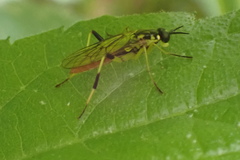 Xylomya tenthredinoides