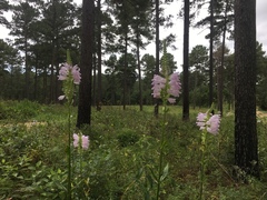 Physostegia digitalis
