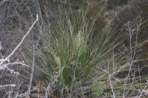 Nolina erumpens