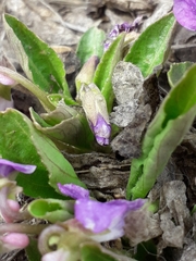 Viola gmeliniana