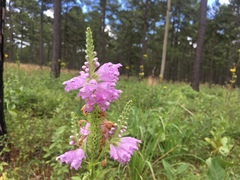 Physostegia digitalis