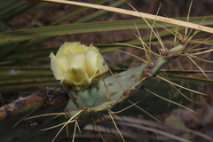Opuntia chisosensis