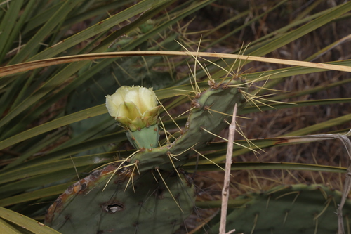 Image of Opuntia chisosensis by (c) Reid Hardin, some rights reserved (CC BY)