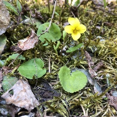 Viola orbiculata