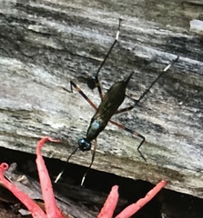 Calobatina