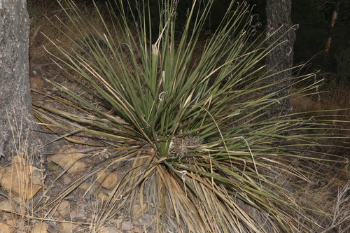 Nolina erumpens