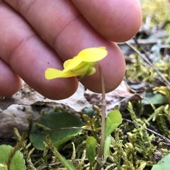 Viola orbiculata