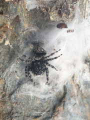 Epipompilus insularis