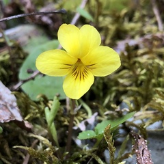 Viola orbiculata