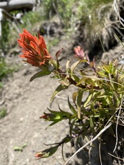 Castilleja miniata dixonii