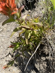 Castilleja miniata dixonii