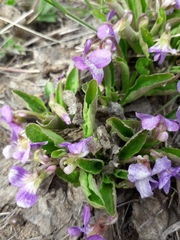 Viola gmeliniana