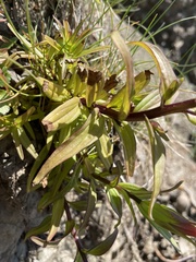 Castilleja miniata dixonii