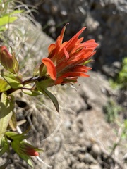 Castilleja miniata dixonii