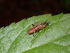 Xylomya tenthredinoides
