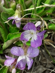 Viola gmeliniana