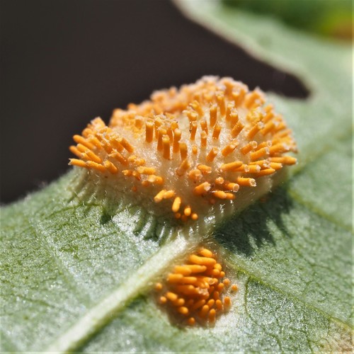 Puccinia windsoriae