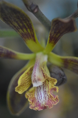 Encyclia parviflora