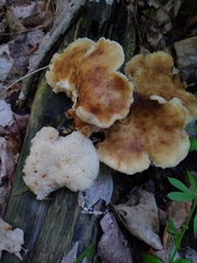 Bresadolia craterella