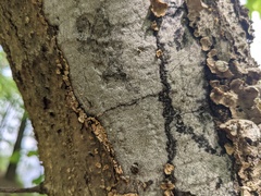 Biscogniauxia atropunctata