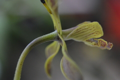 Encyclia parviflora