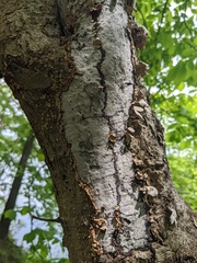 Biscogniauxia atropunctata