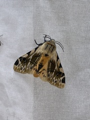 Hypercompe nemophila