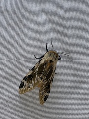 Hypercompe nemophila