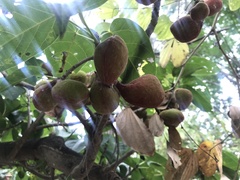 Sterculia ceramica