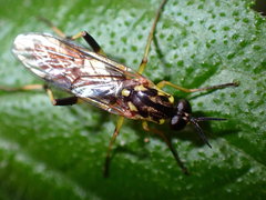Xylomya tenthredinoides