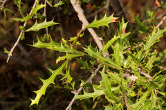 Alectryon diversifolius