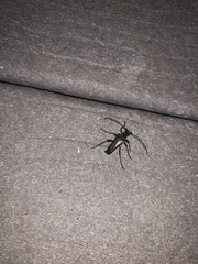 Anthophylax attenuatus