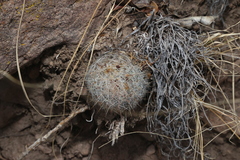 Escobaria dasyacantha