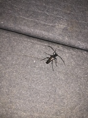 Anthophylax attenuatus