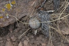 Escobaria dasyacantha