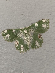 Eucyclodes fascinans