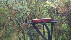 Diglossa lafresnayii