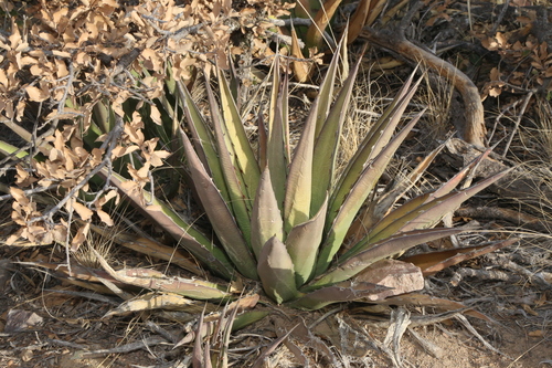 Agave glomeruliflora