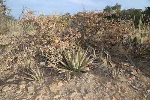 Agave × glomeruliflora, photograph 1