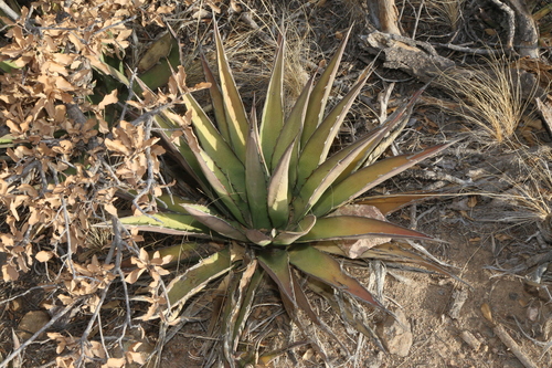 Agave × glomeruliflora, photograph 2