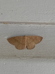 Cyclophora obstataria
