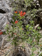 Bouvardia ternifolia